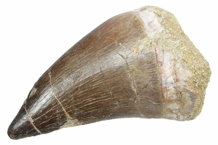 Fossil Mosasaur (Thalassotitan) Tooth - Morocco #353236